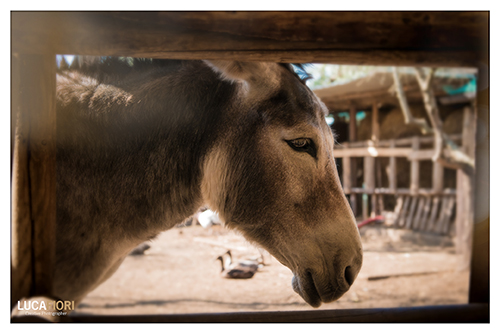 A contatto con gli animali - Piccola Fattoria di Sermoneta