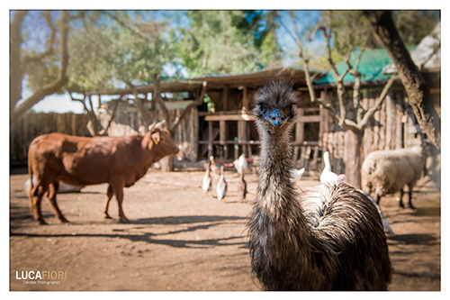 A contatto con gli animali - Piccola Fattoria di Sermoneta